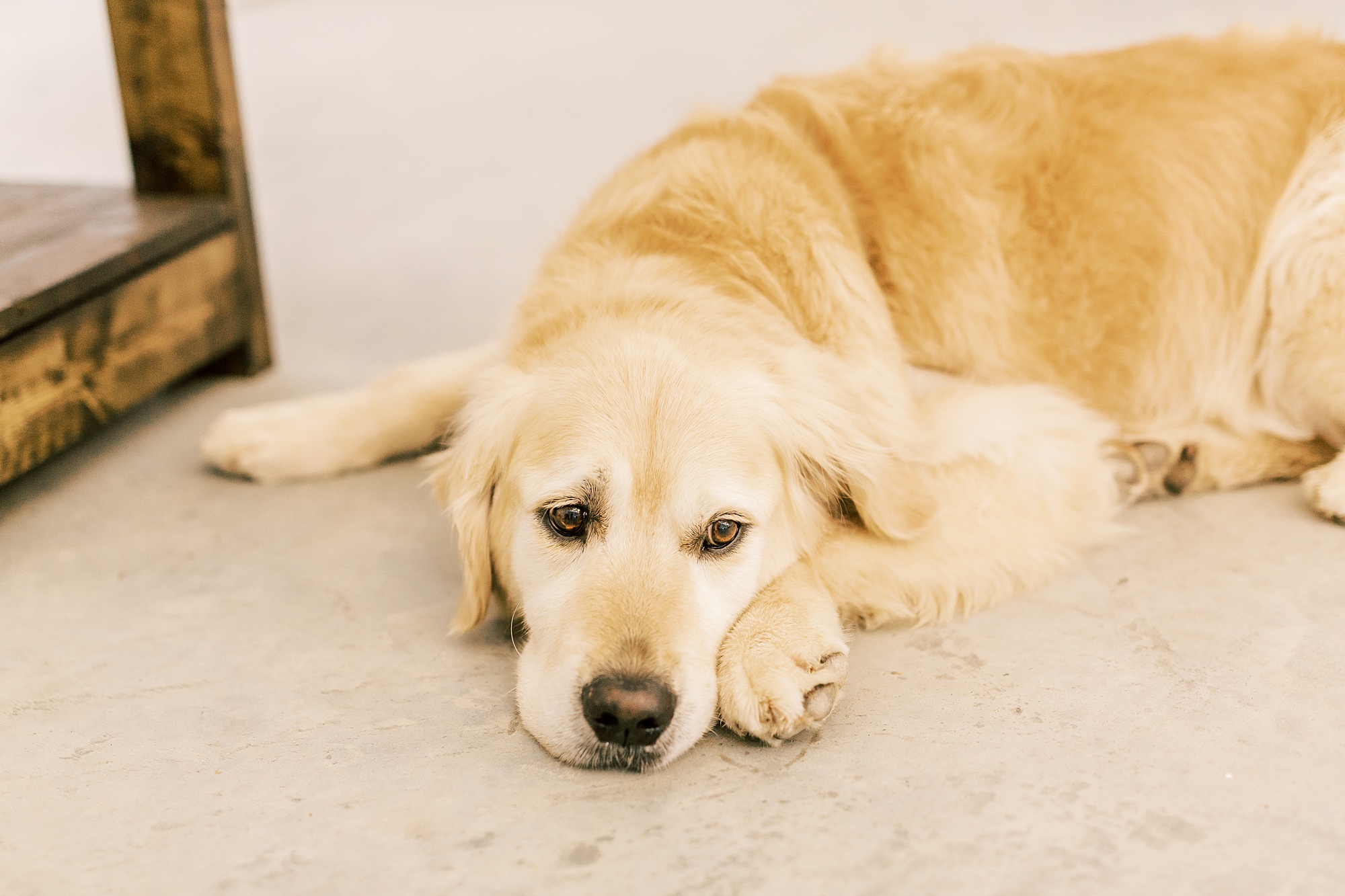 dog rests by bride on wedding morning