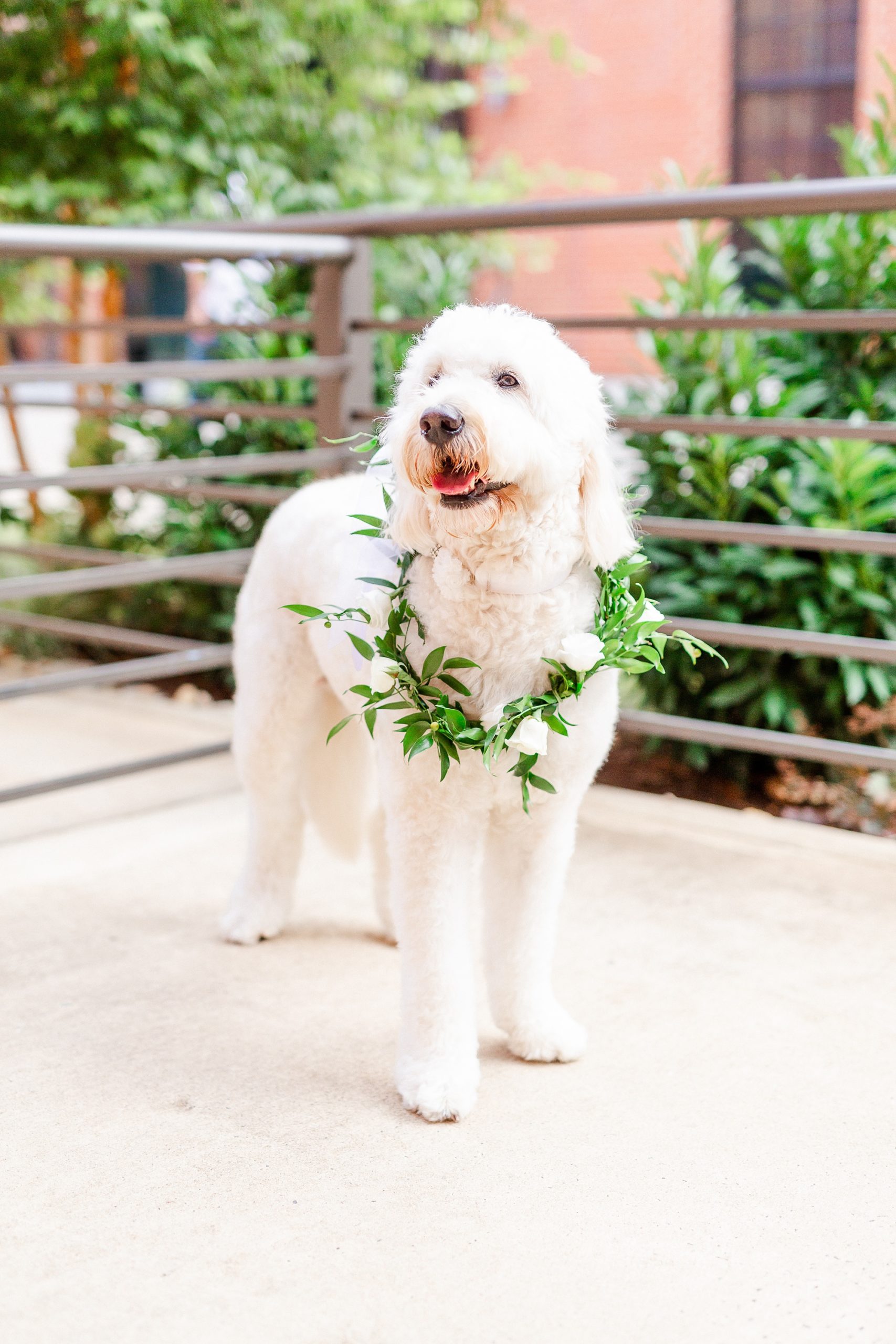 dog wears floral wreath for ceremony at Design Center Atrium in Charlotte NC