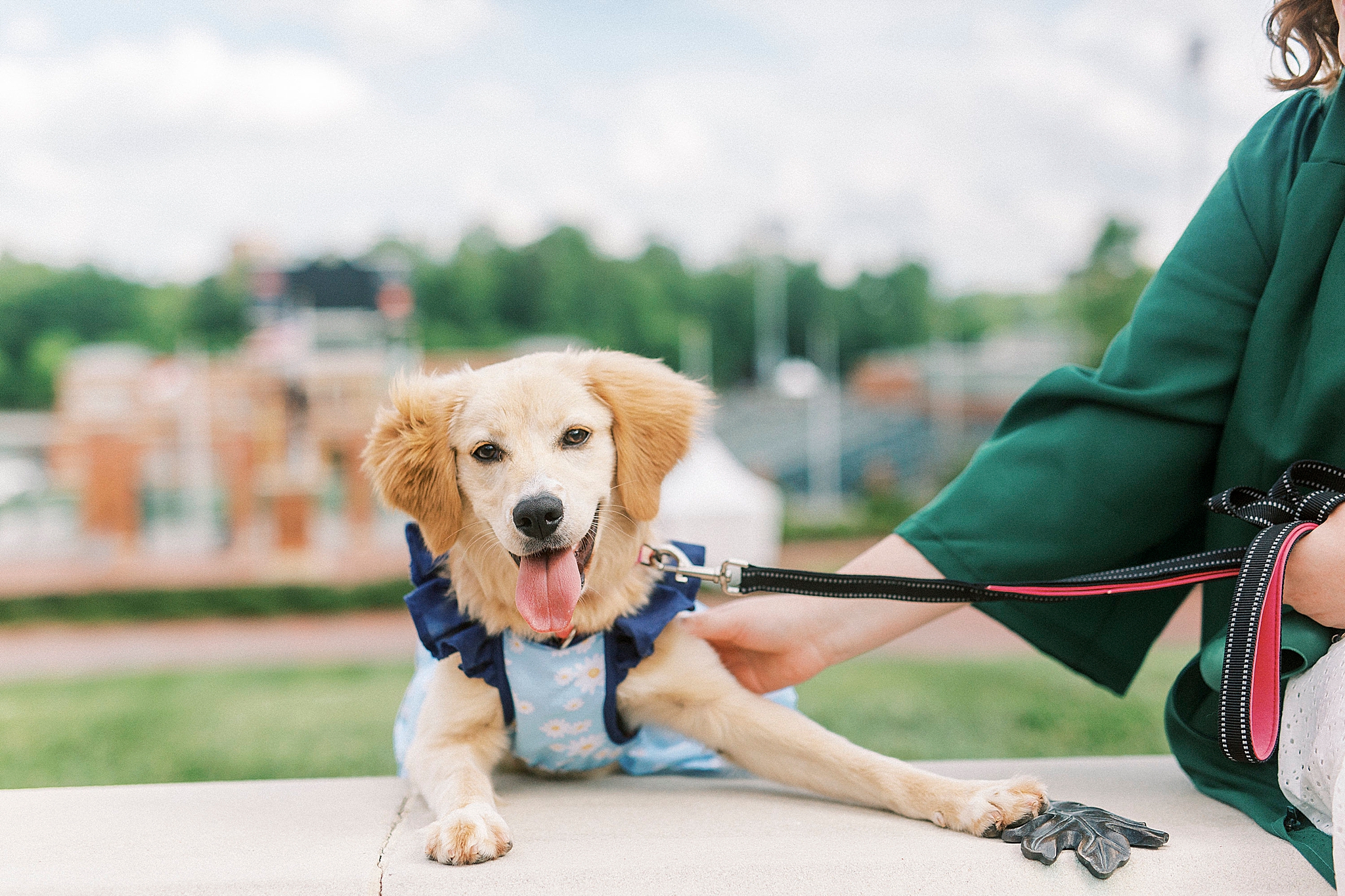 dog sits on brick wall in Charlotte NC