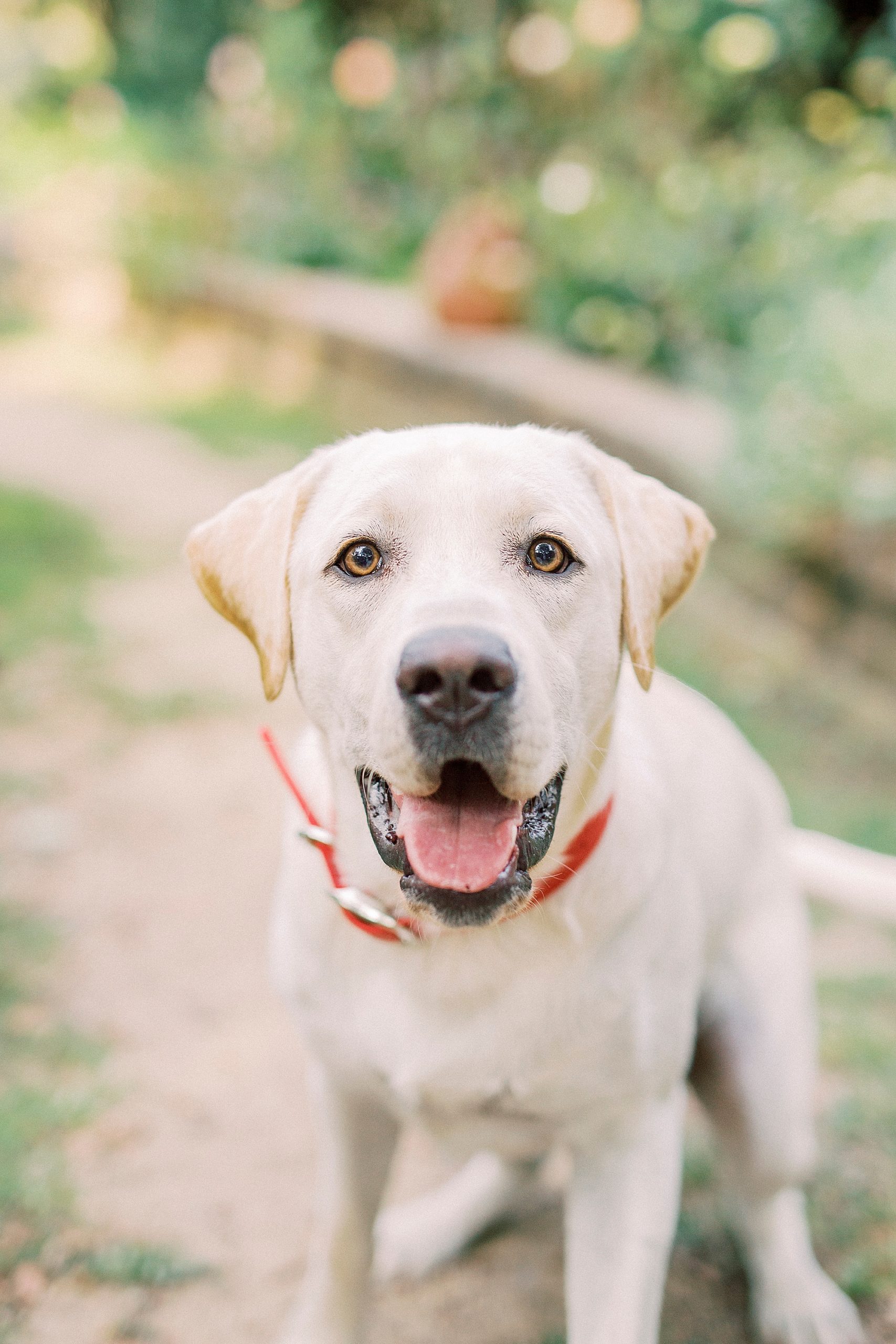 dog sits in McGill Rose Garden