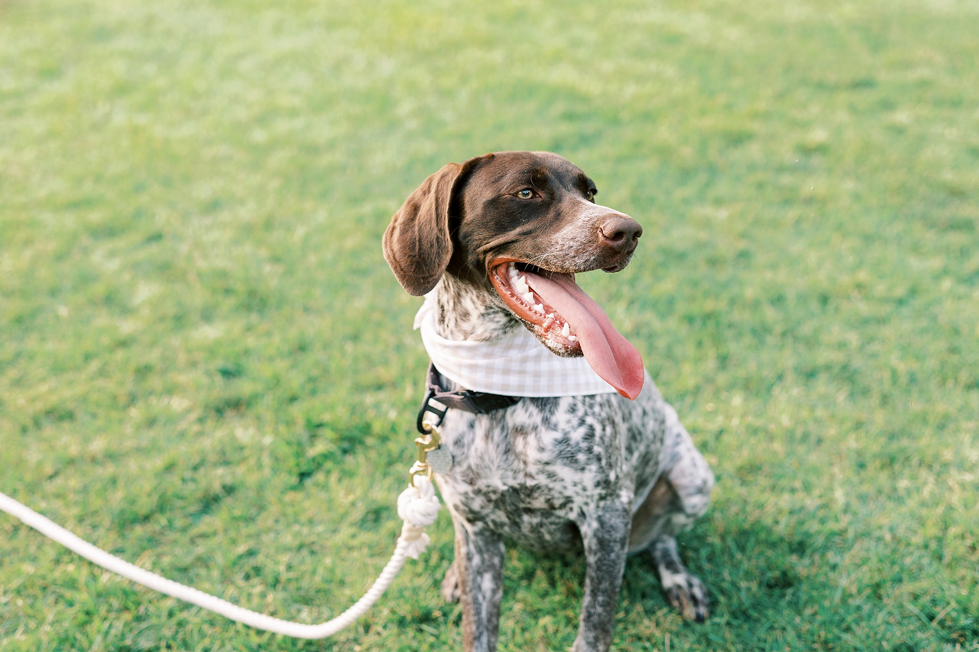 GSP dog sits on lawn in Winston-Salem