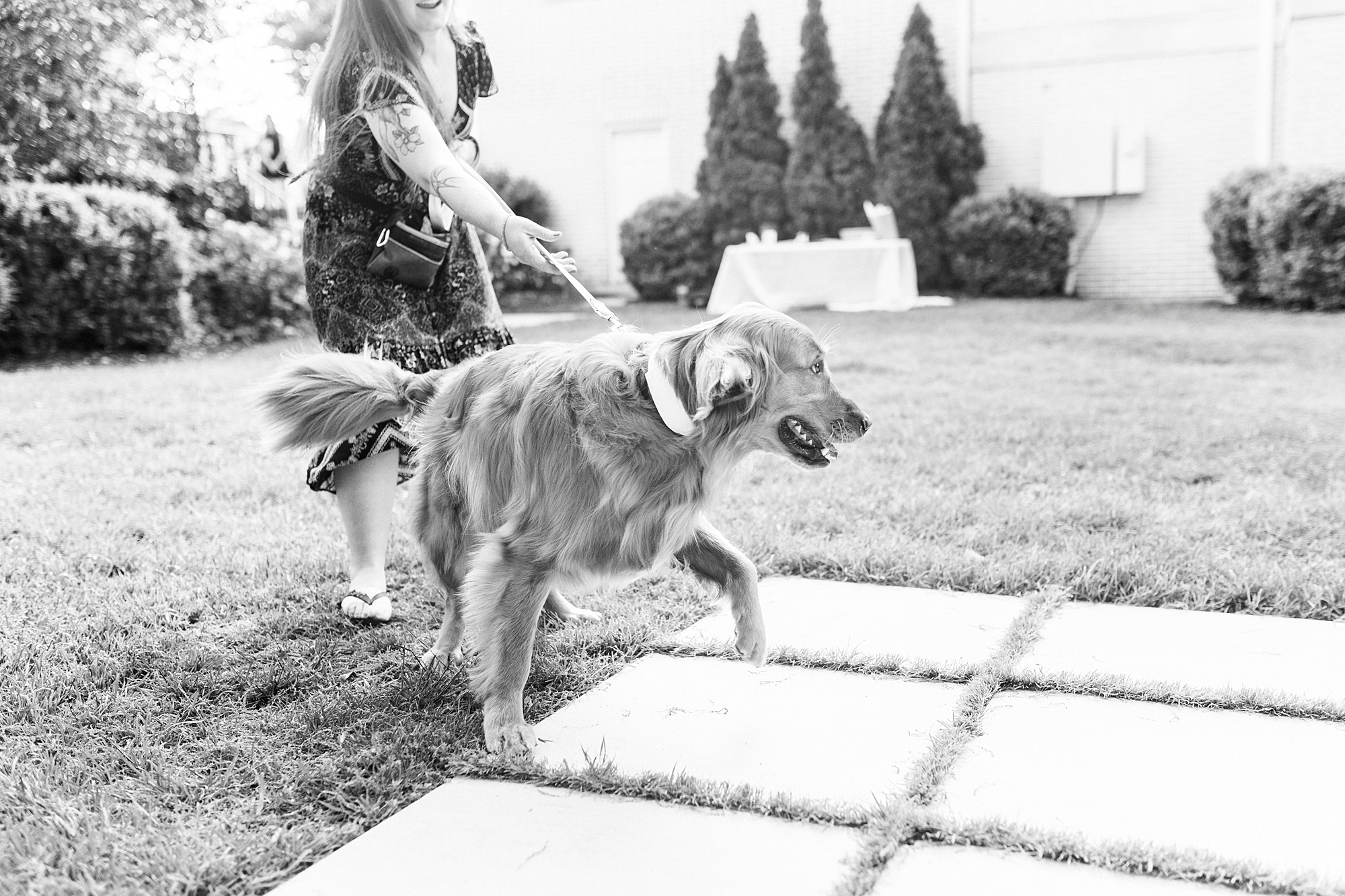 golden retriever walks down aisle at Separk Mansion
