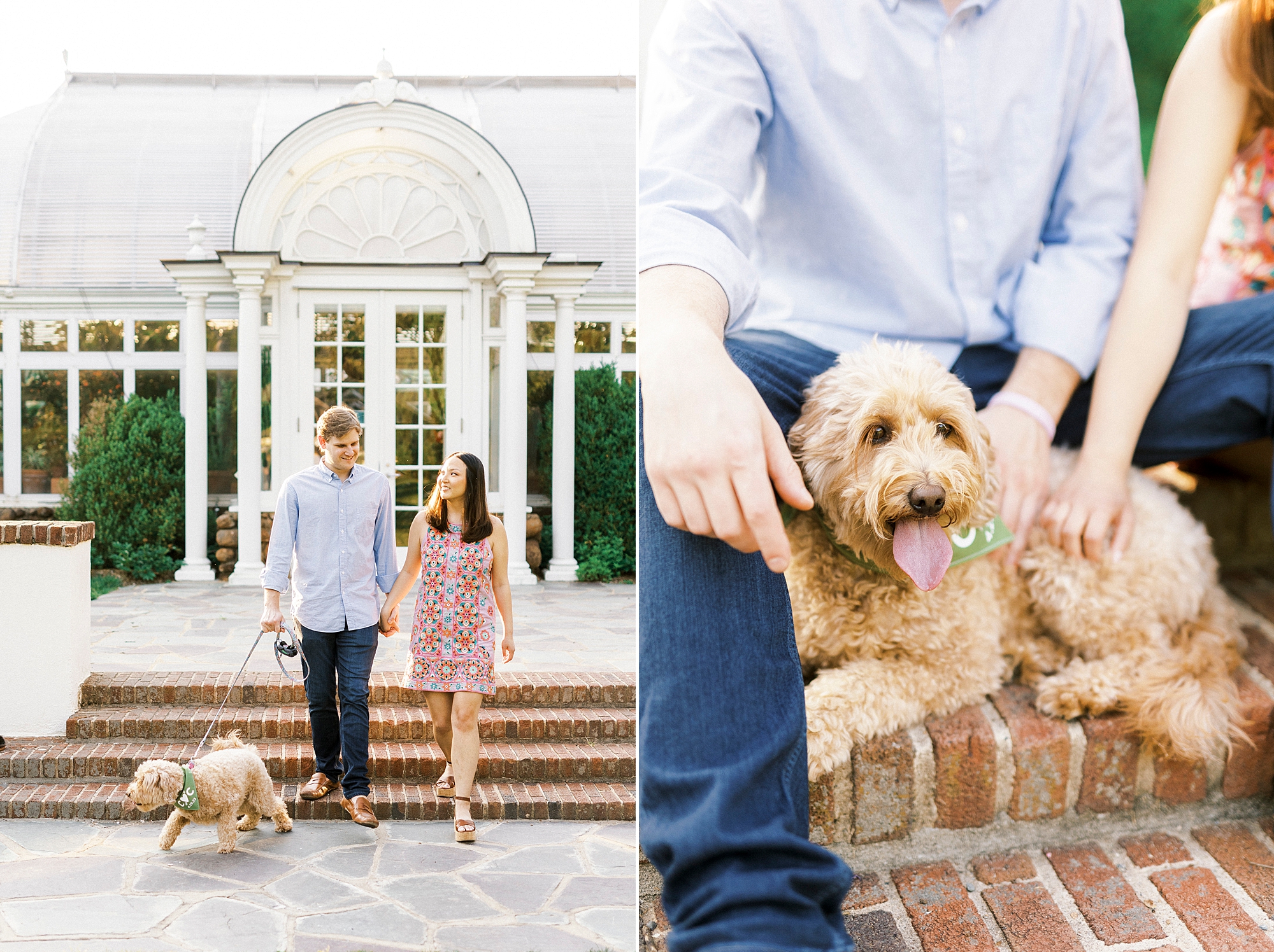 engaged couple walks with mini golden doodle at Reynolda Gardens