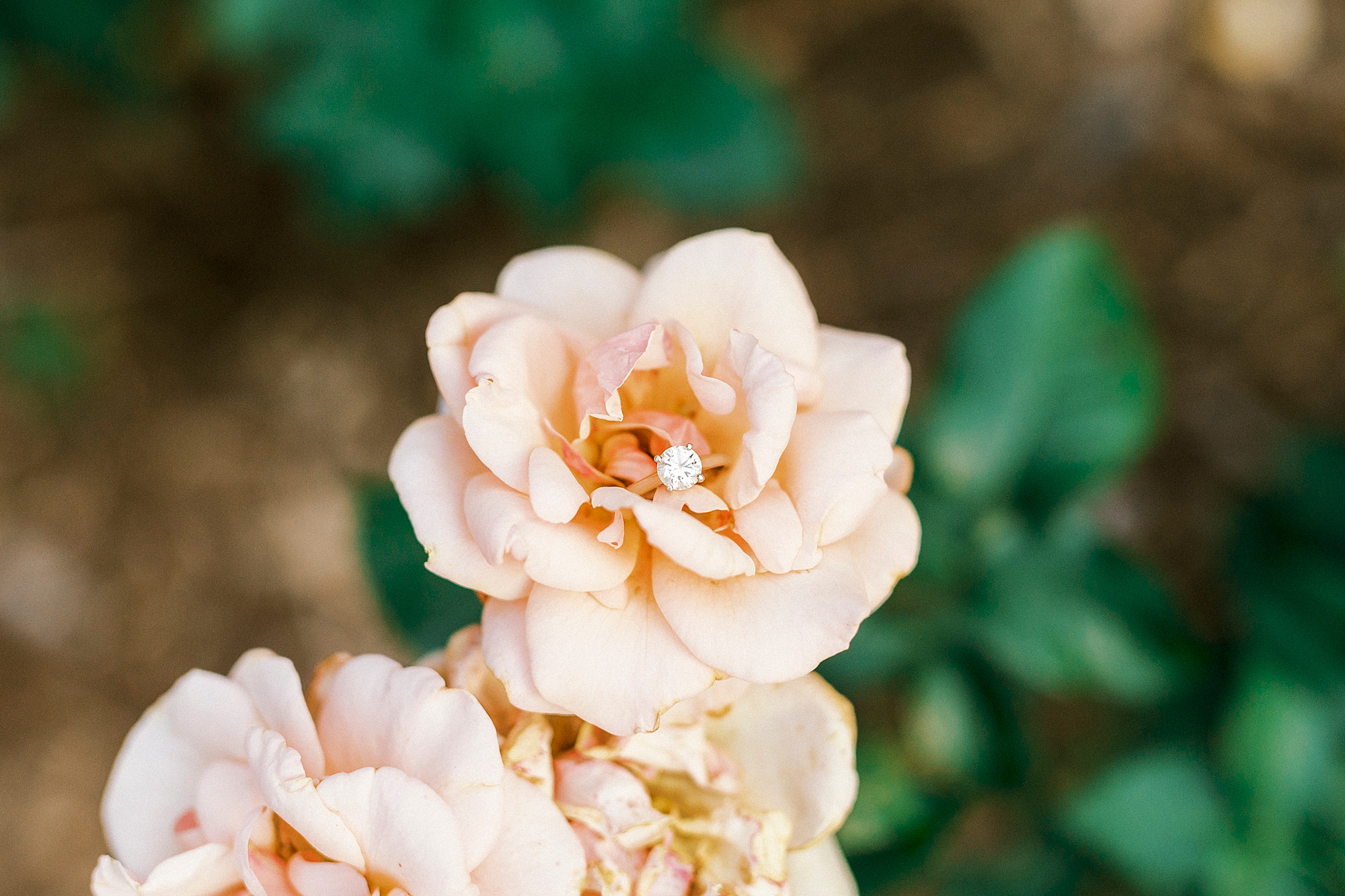 diamond ring in peach begonia at Reynolda Gardens