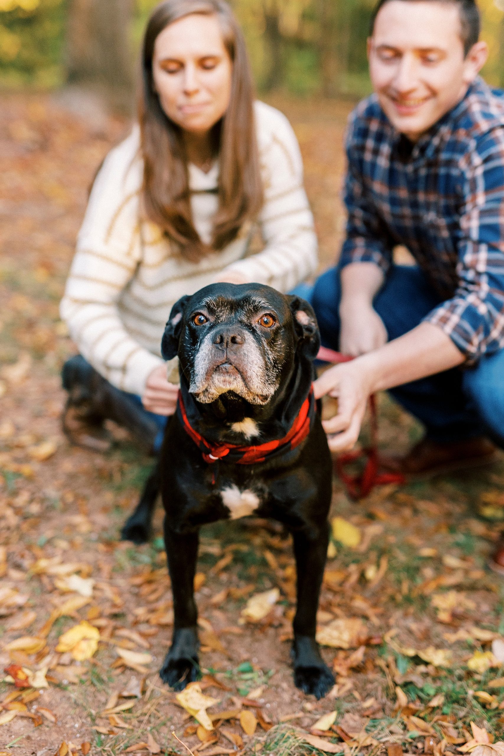 bride and groom sit behind dog during fall engagement session