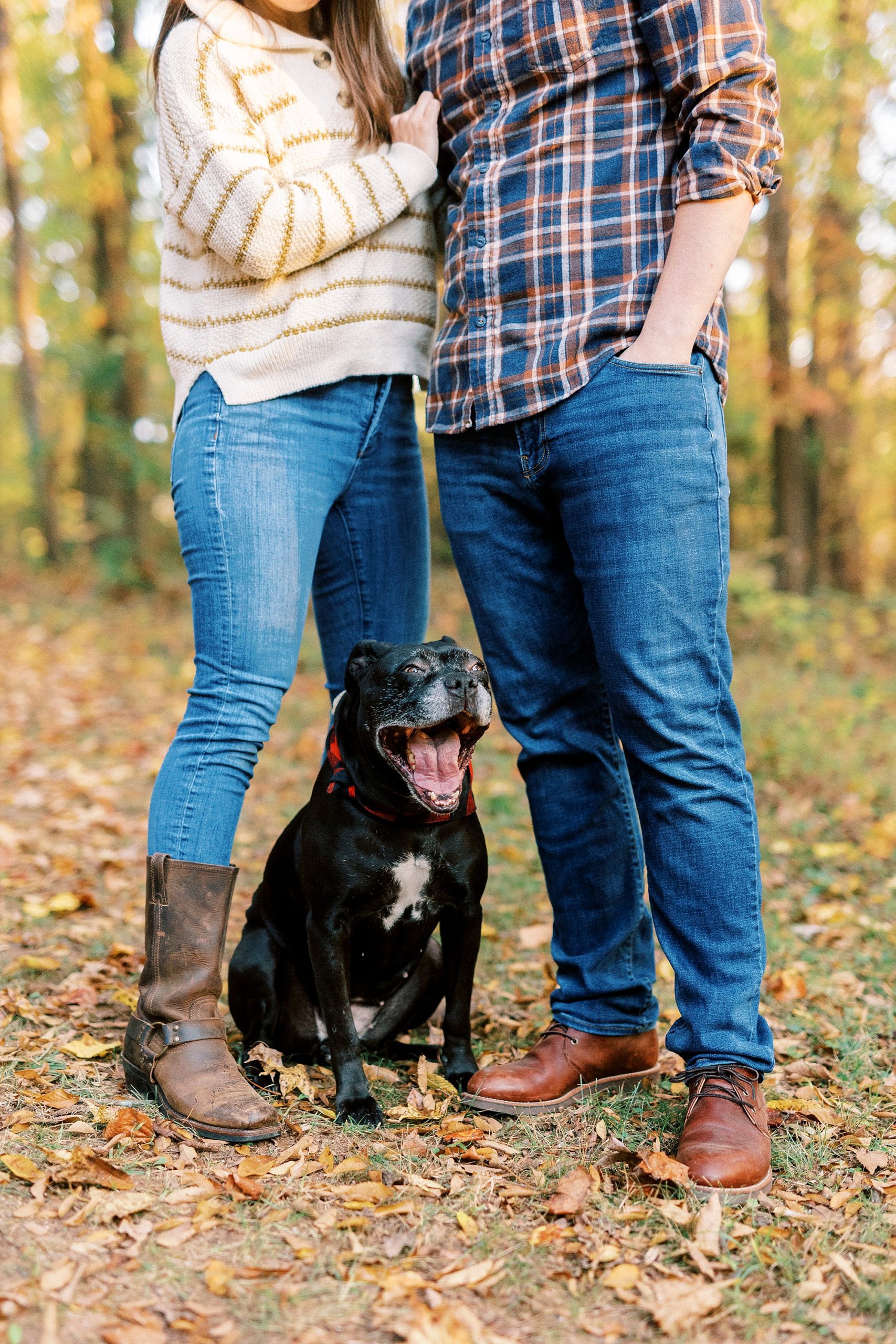dog sits between parents' legs during fall engagement session