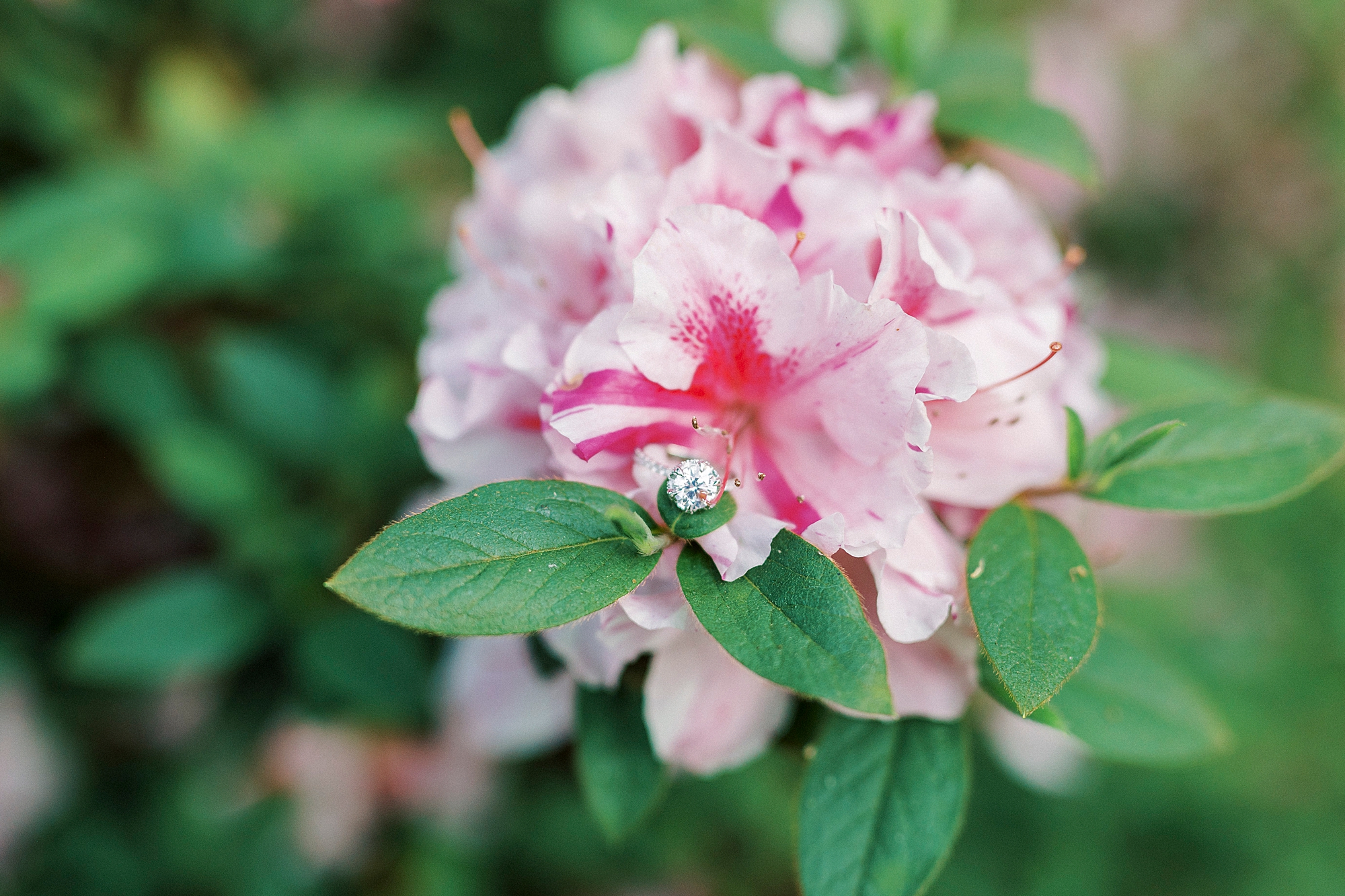 diamond ring lays on leaf of pink peony 
