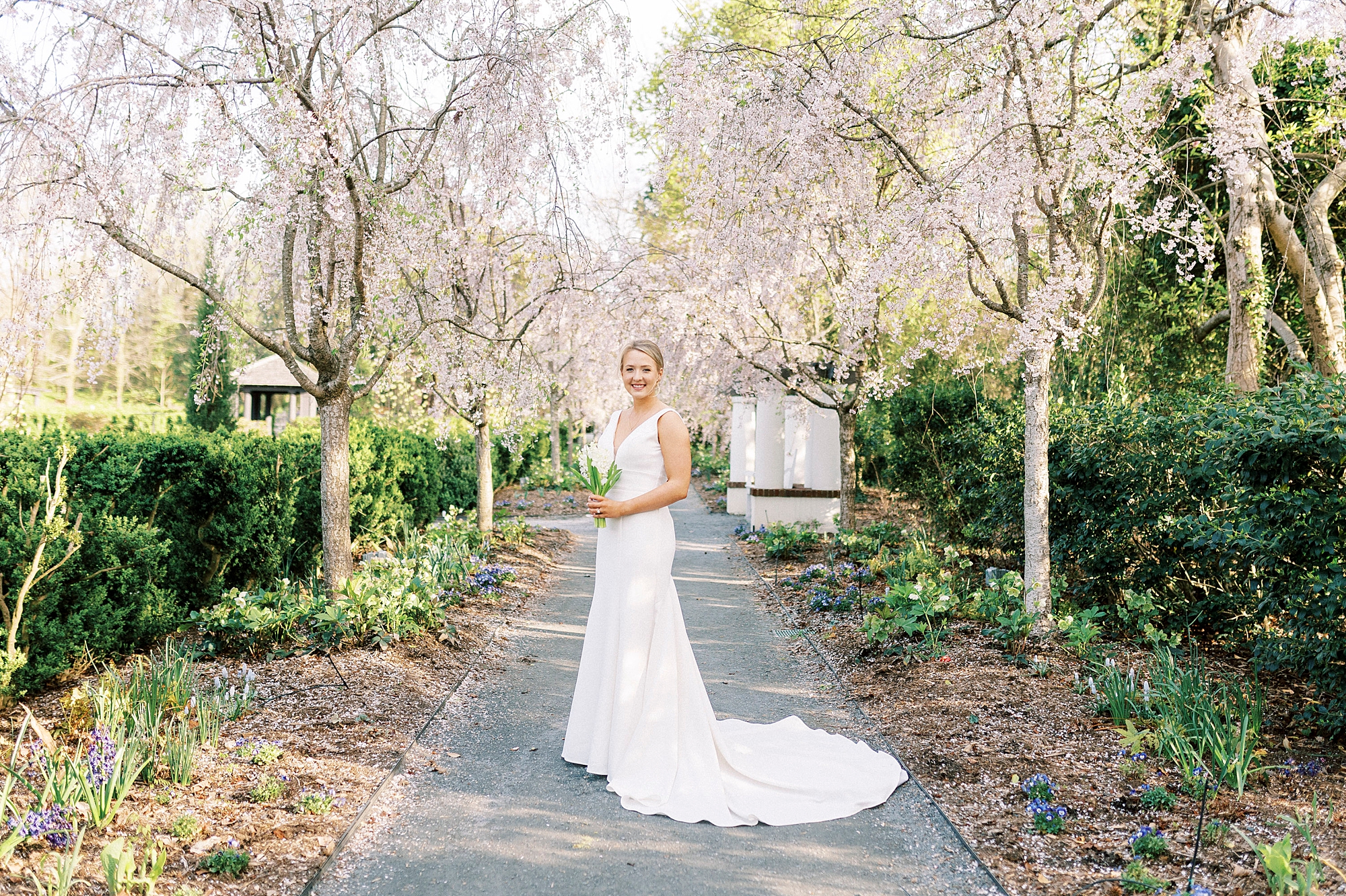 bride poses on walkway under white tress during Reynolda Gardens bridal session