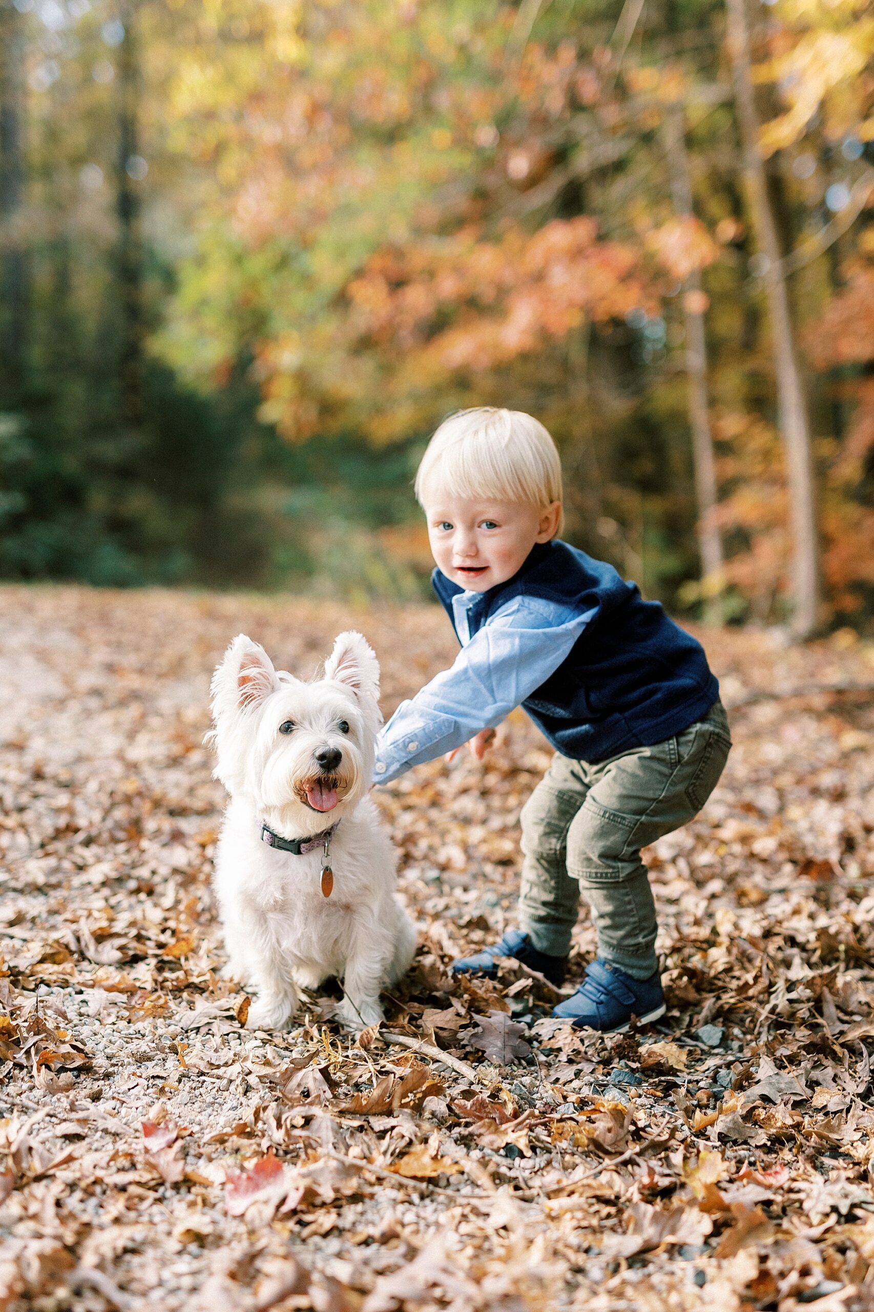 boy pets white dog during fall mini sessions in Charlotte NC