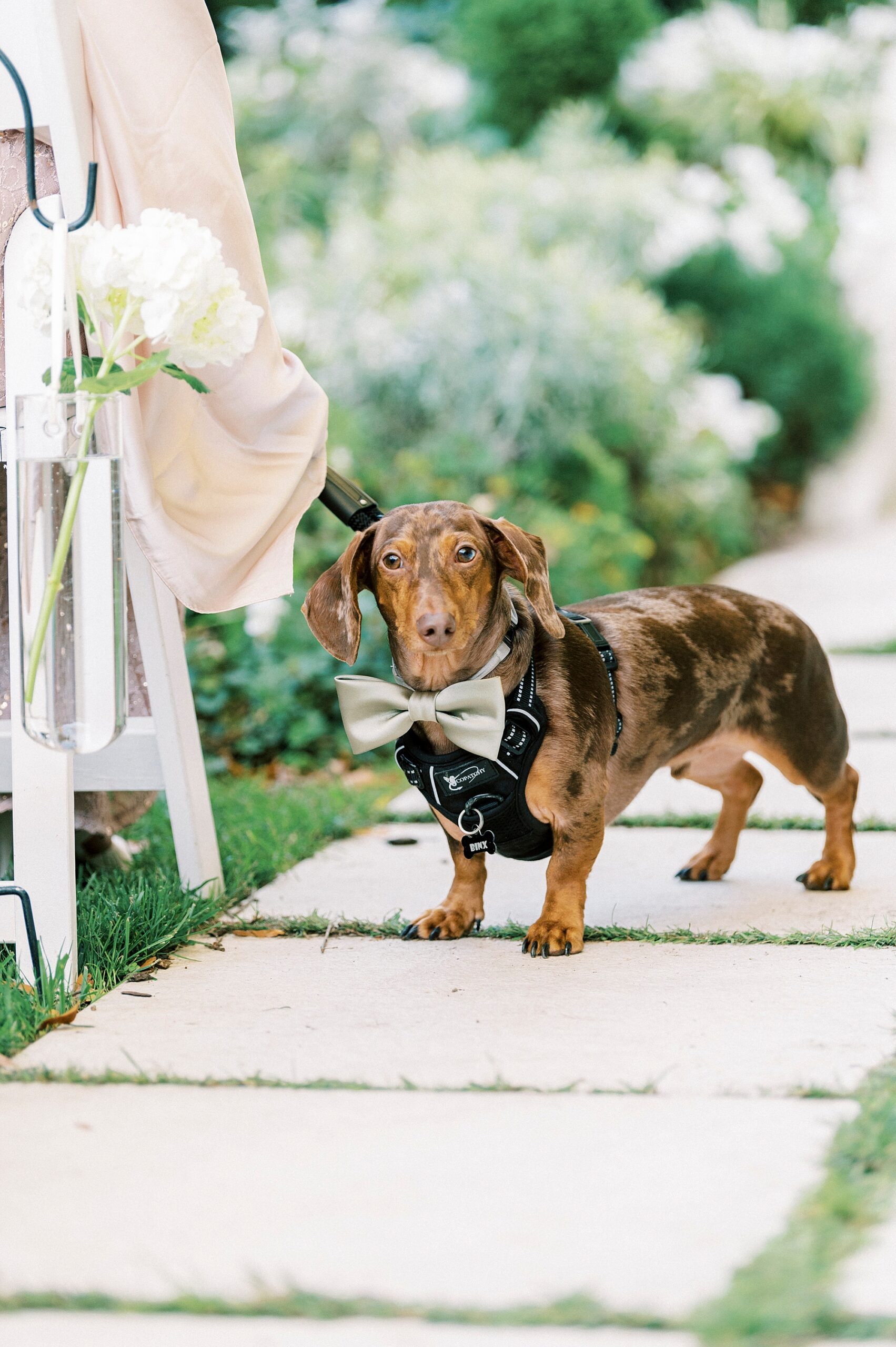 Weiner dog with sage green bow tie stands on stone pathway in Separk Mansion gardens