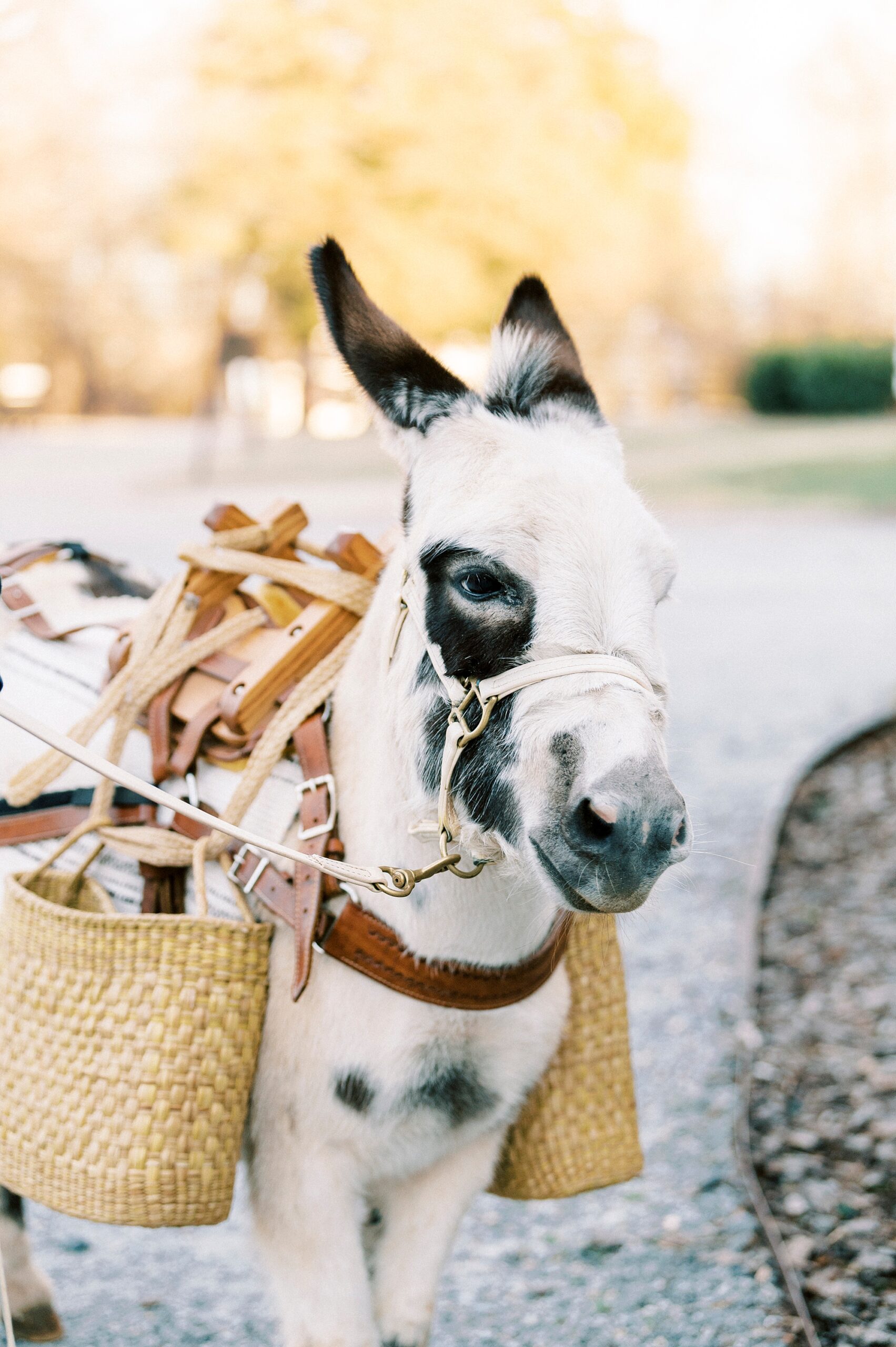 donkey with baskets on his side walks at Summerfield Farms