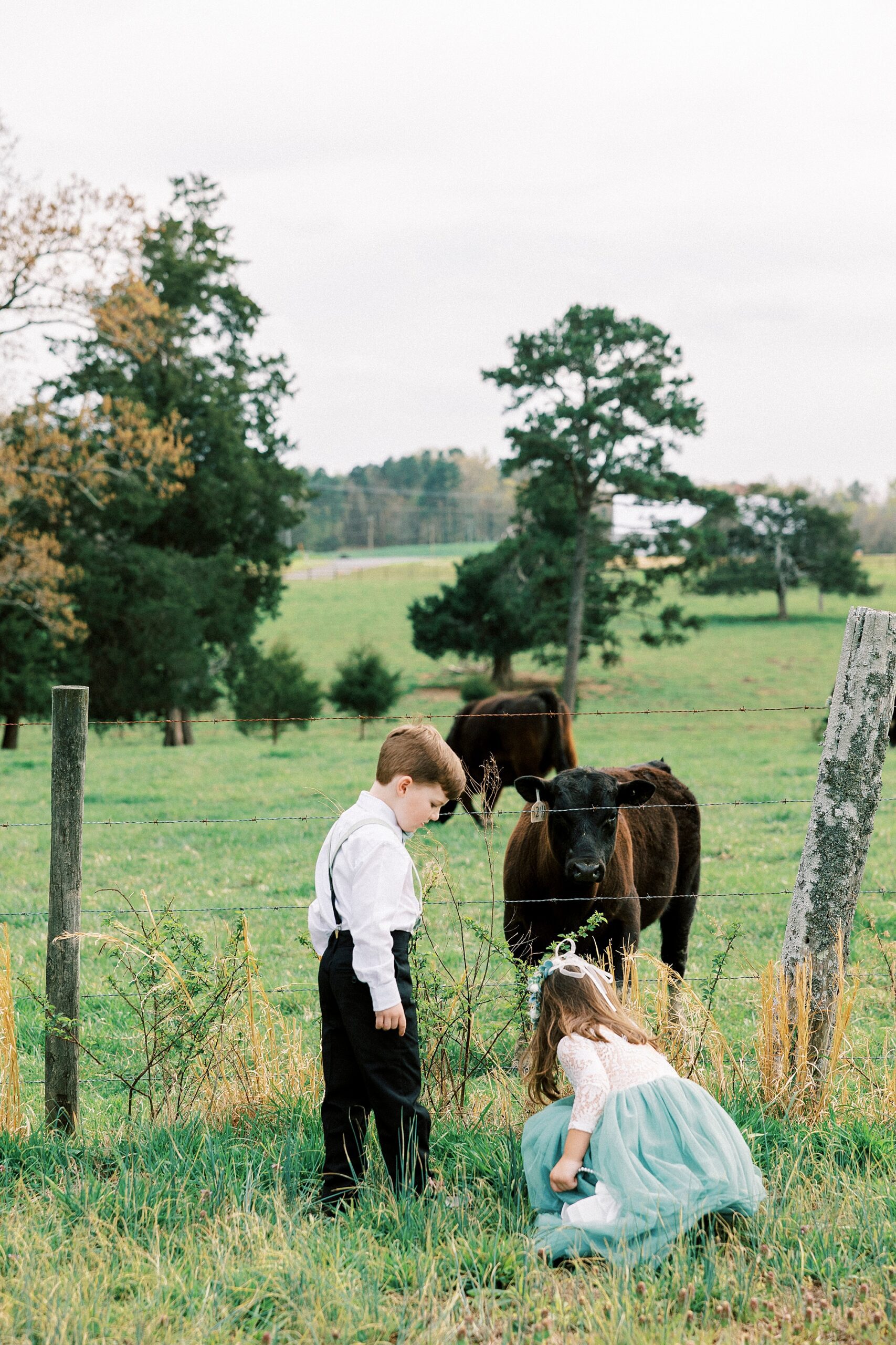 flower girl and ring bearer play in front of cows on farm 
