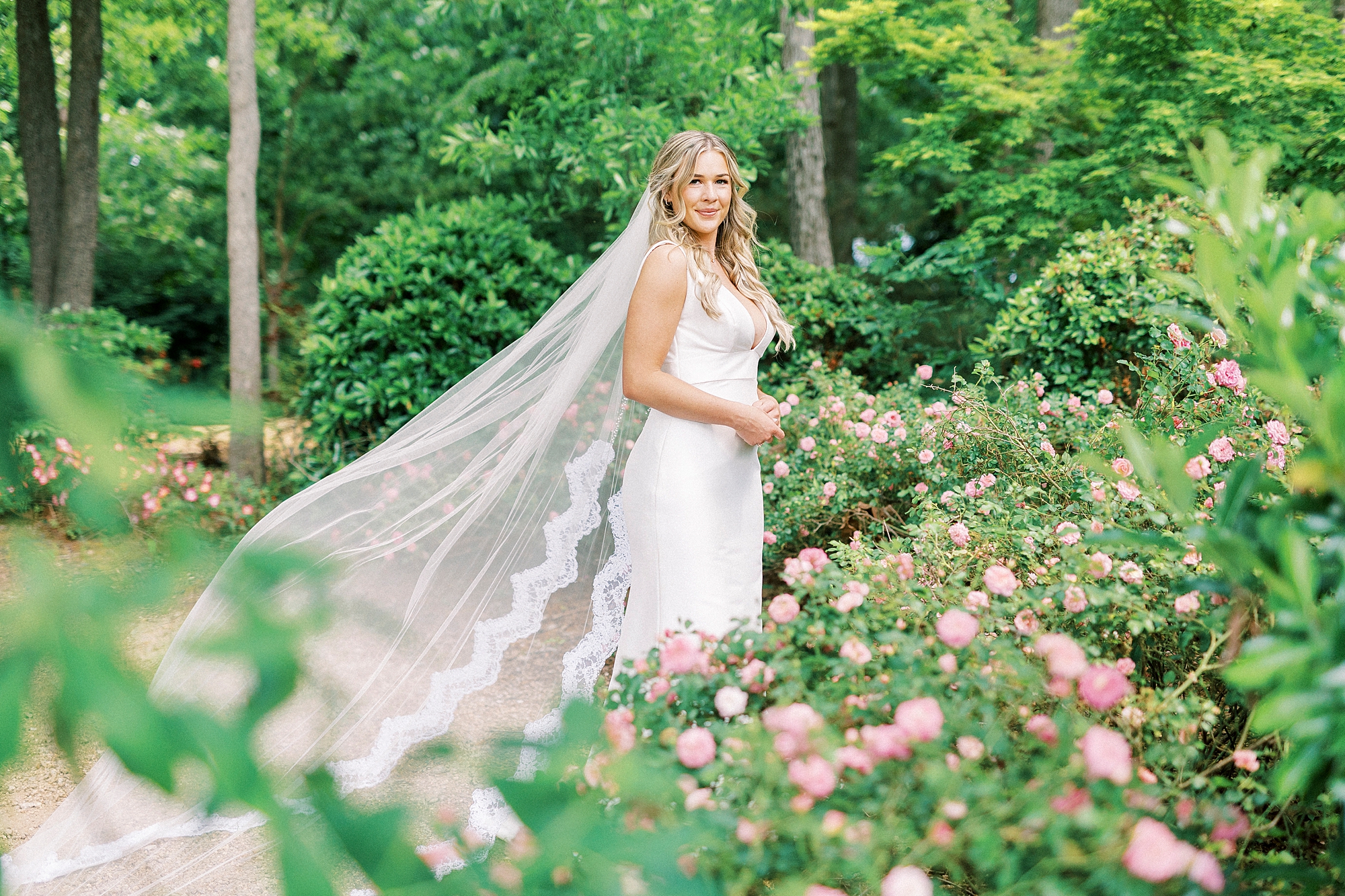 bride stands between pink rose bushes at Morning Glory Farm