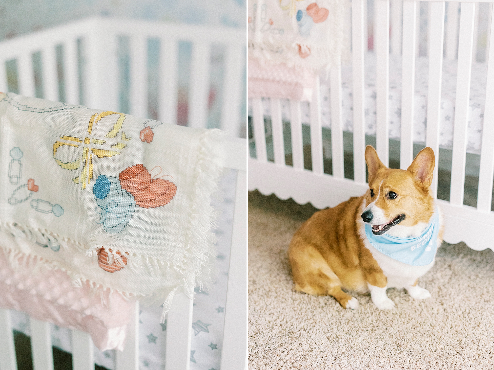 corgi sits in front of white crib during lifestyle newborn session with Winston-Salem family photographer