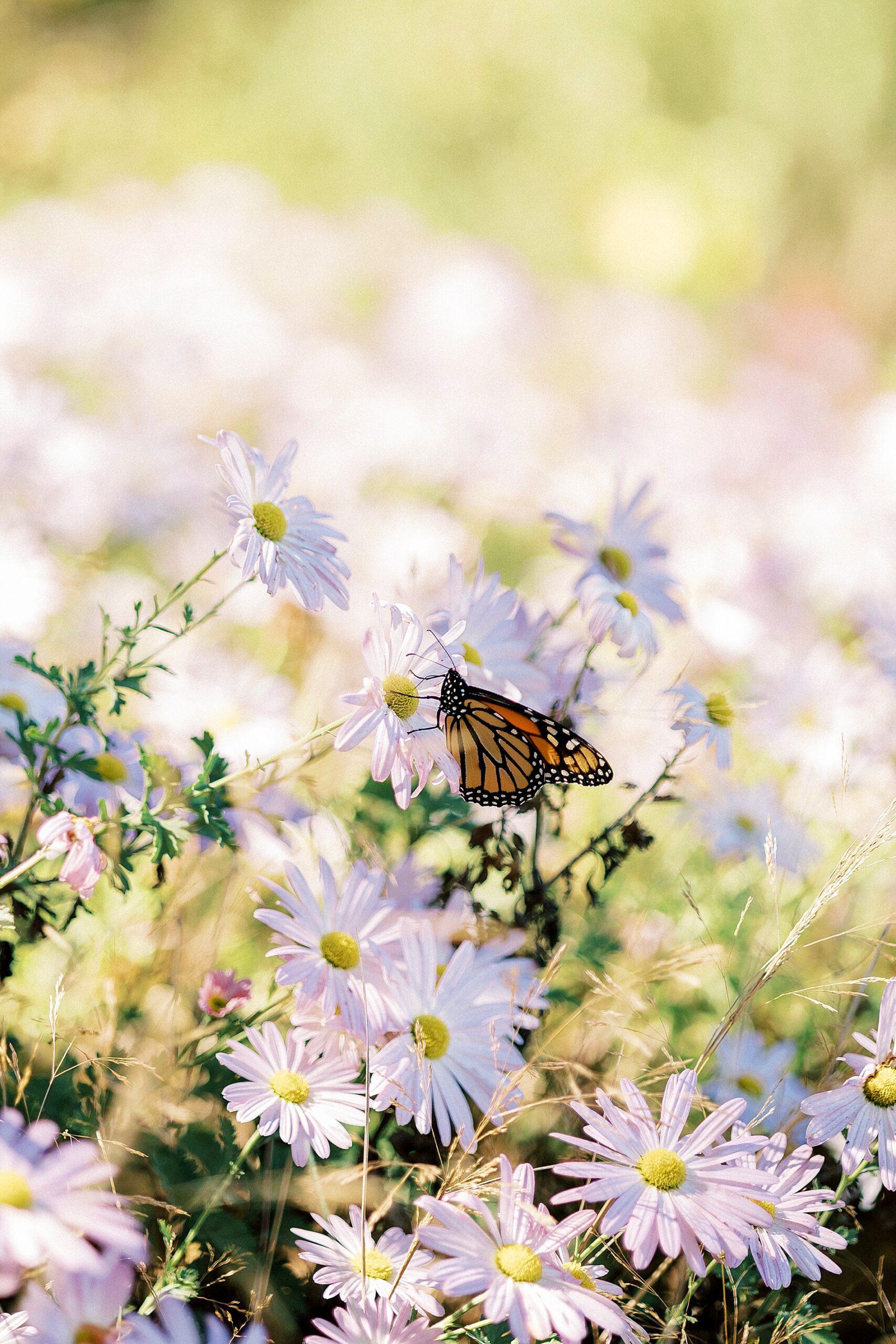 butterfly on flowers 