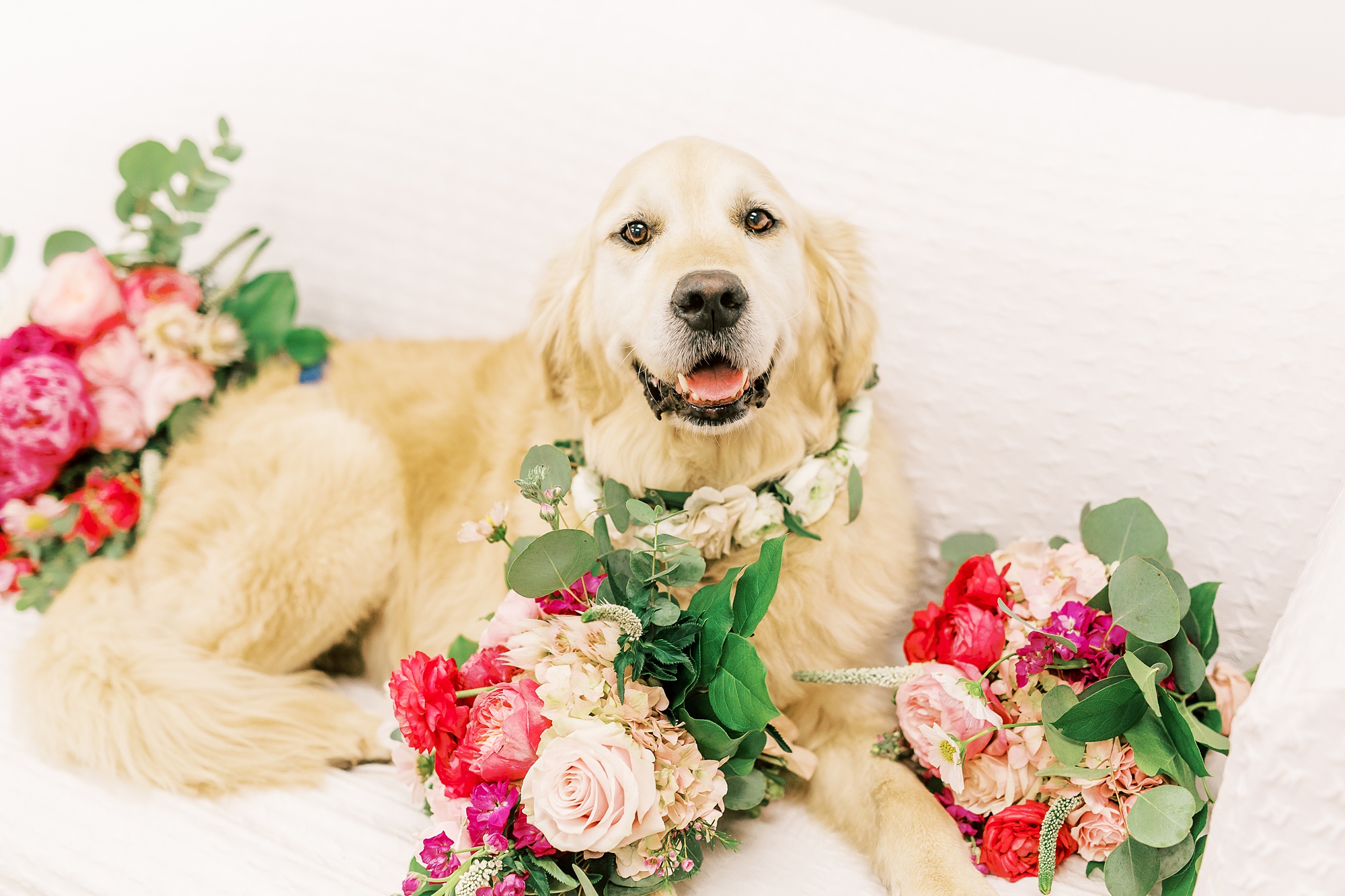 dog with floral collar poses before Belle's Venue wedding