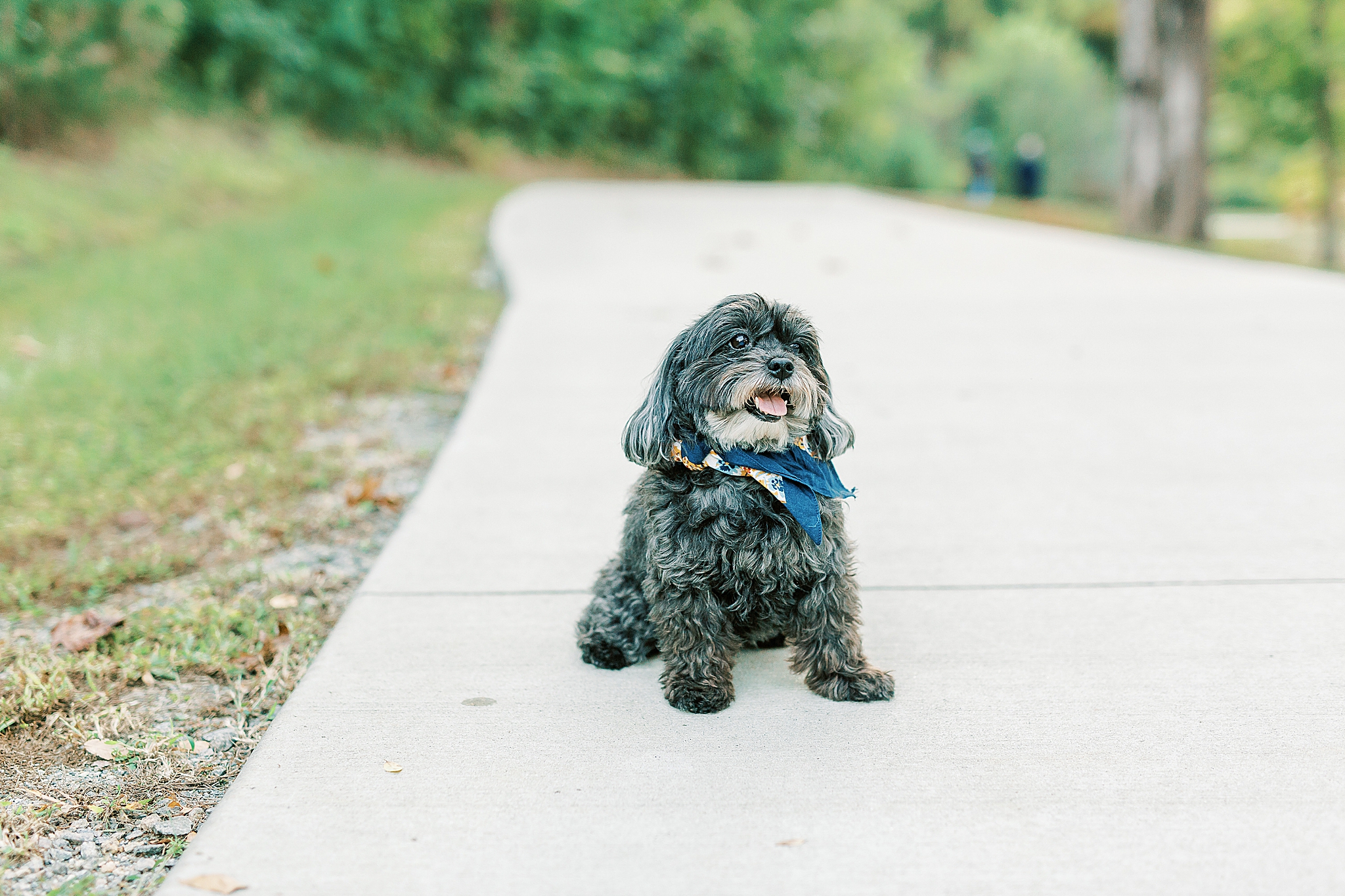 dog sits on sidewalk during Charlotte Fall Family Portraits
