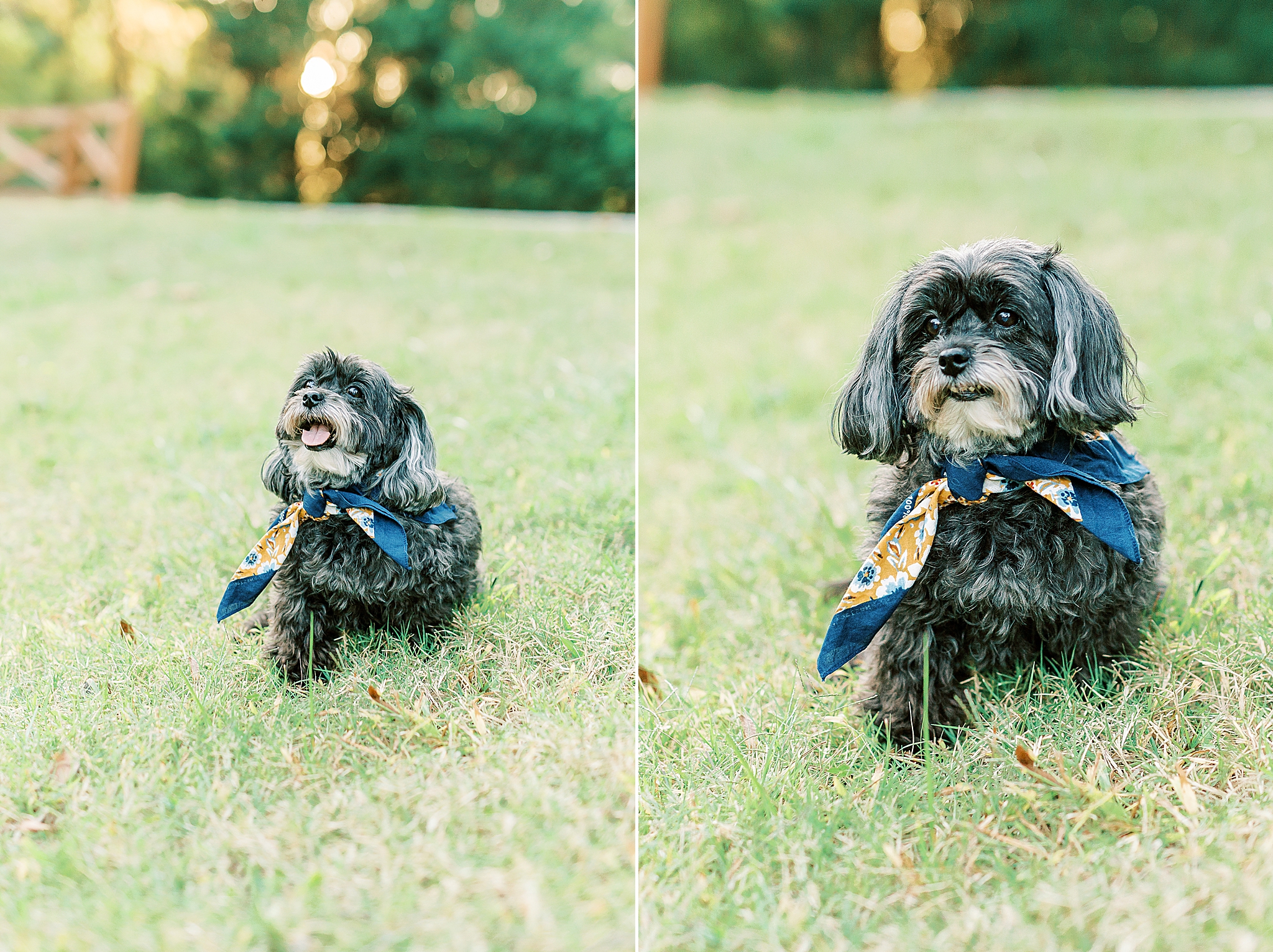Havanese dog poses during Charlotte Fall Family Portraits