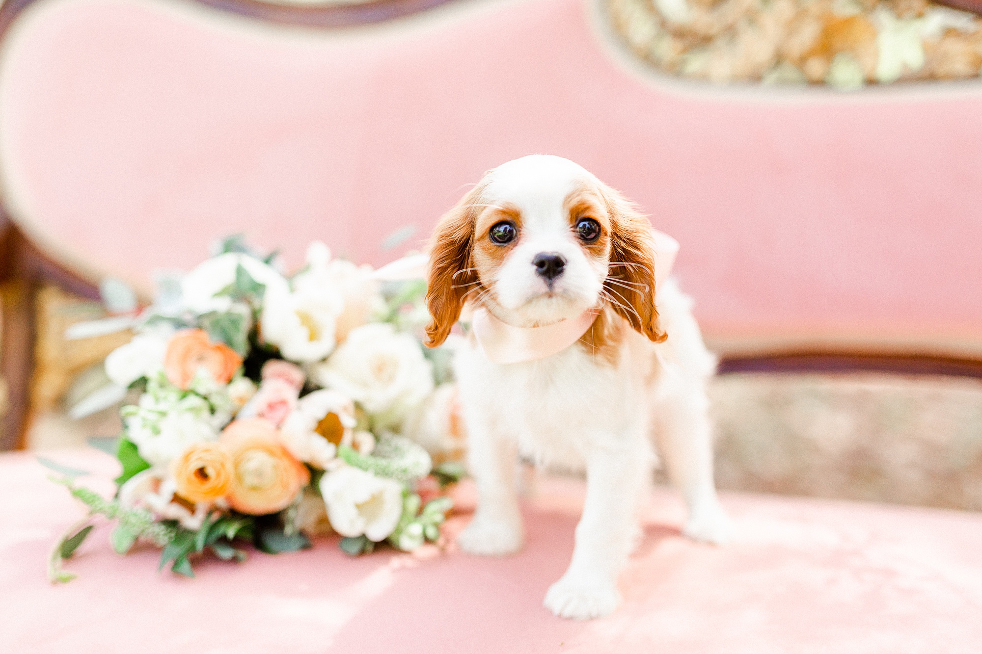 puppy sits by bride's bouquet on pink couch at Carolina Country Weddings