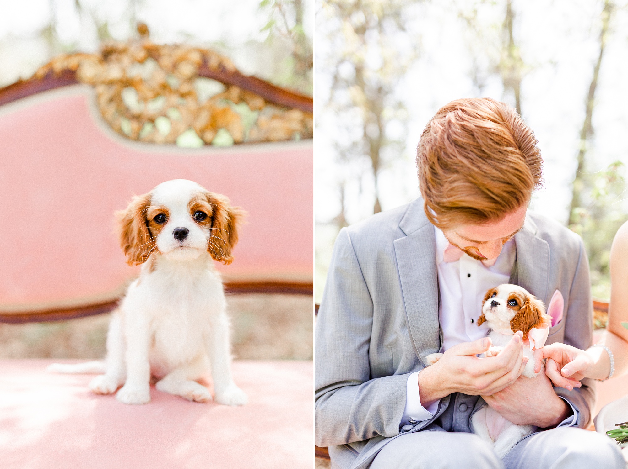groom holds puppy dog on pink couch in North Carolina