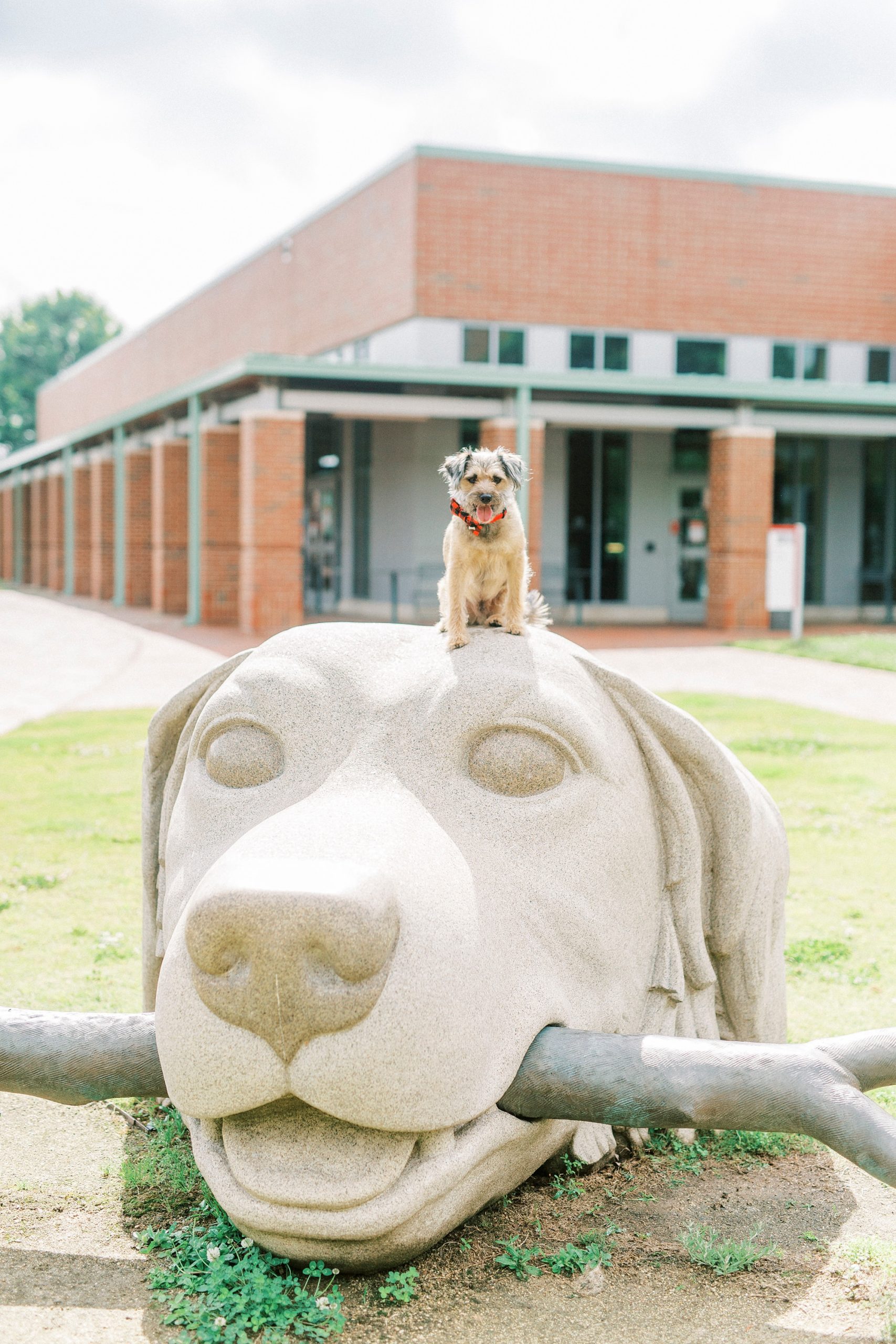 dog sits on dog statue outside NC State Vet School building