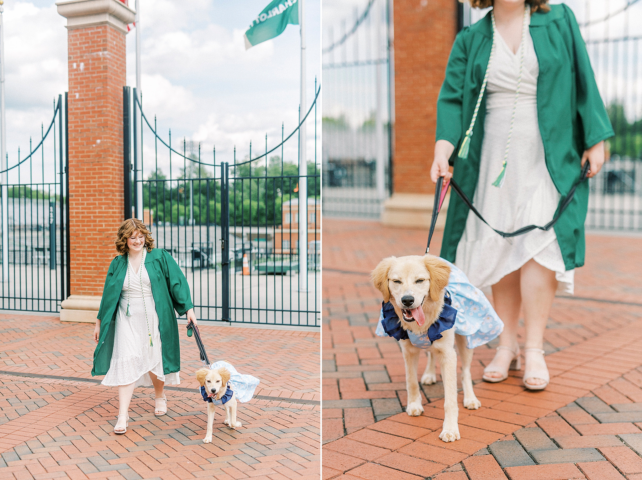 graduate walks on campus with dog during UNCC senior pictures