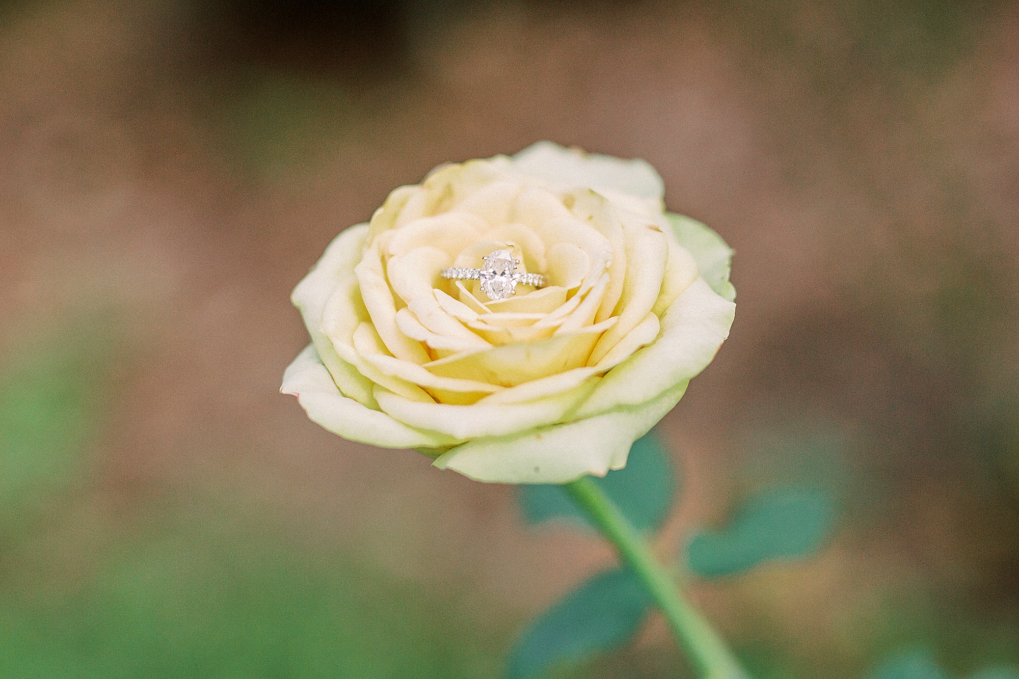 diamond ring sits in yellow rose