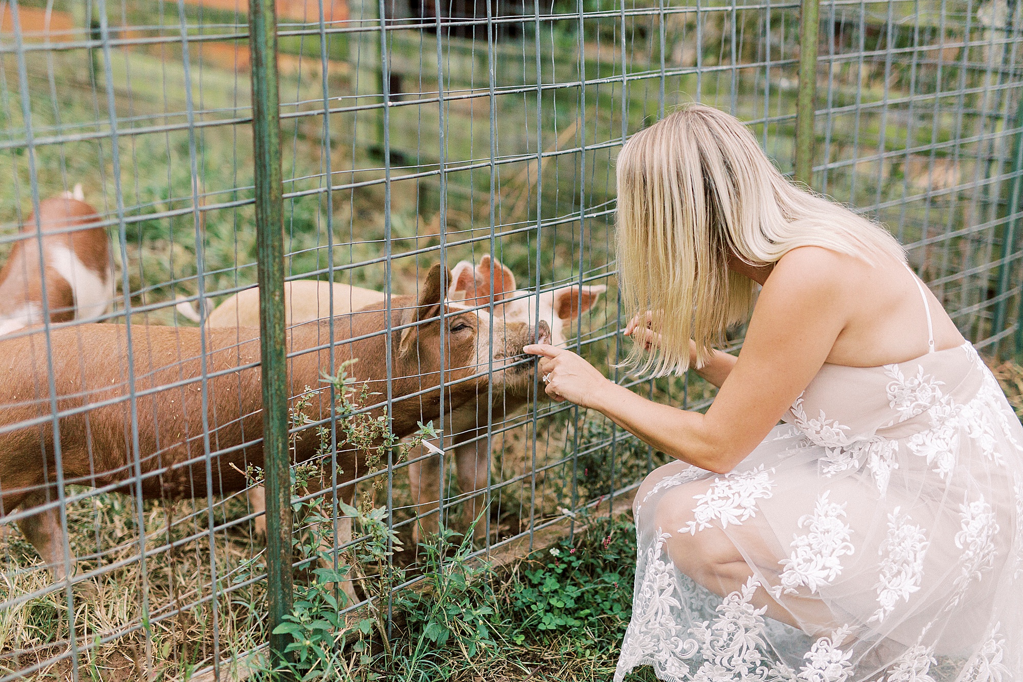 bride pets pigs during engagement photos in Charlotte