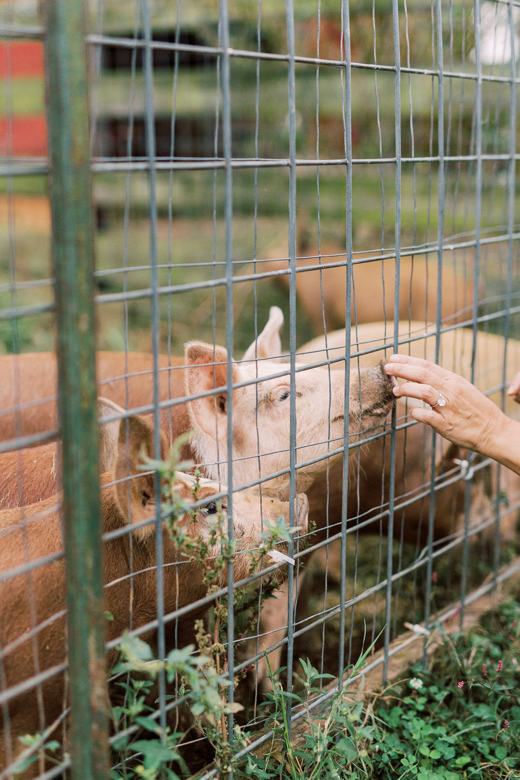 engaged woman pets pig's nose