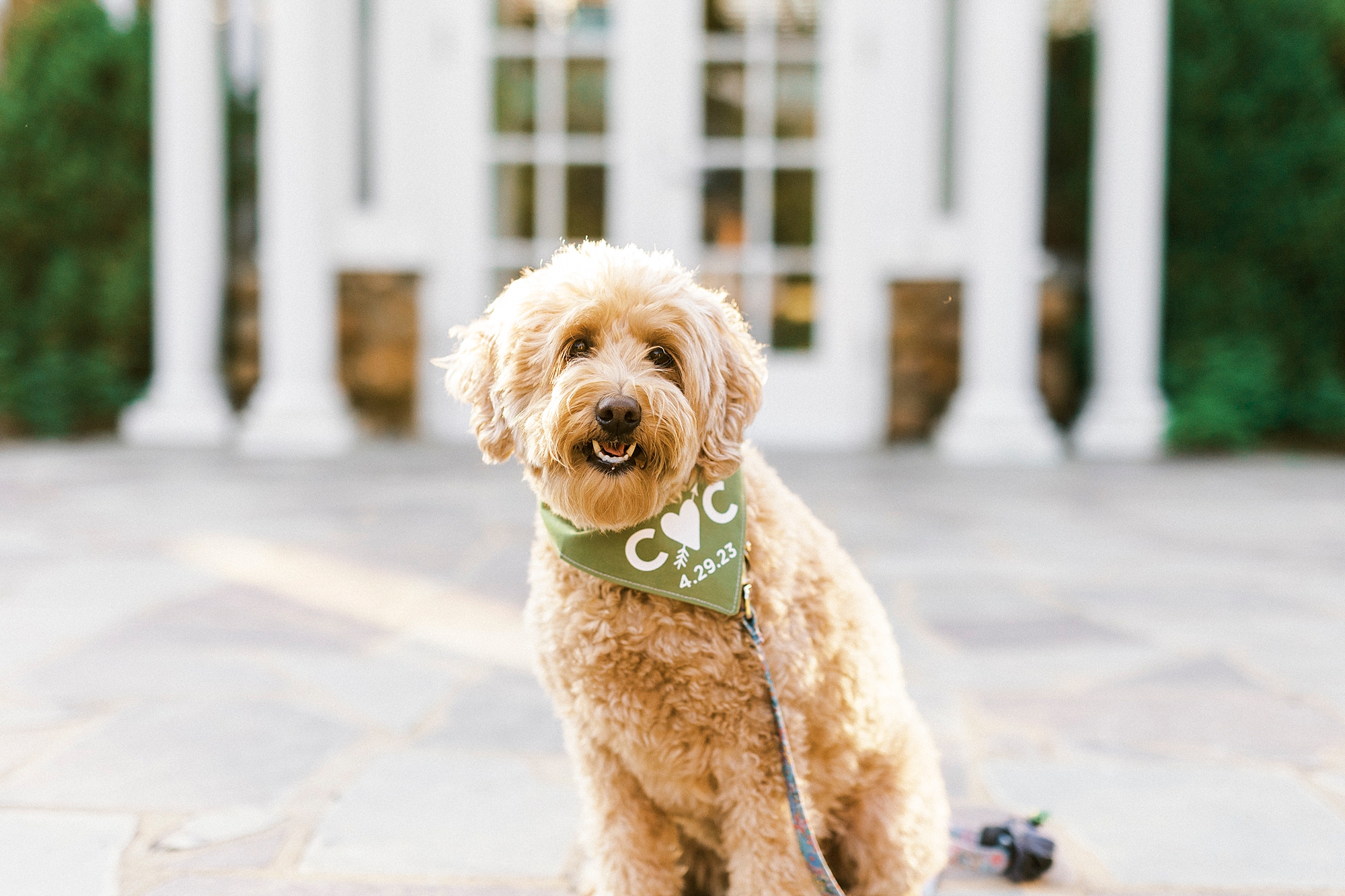 mini golden doodle sits by white doors at Reynolda Gardens