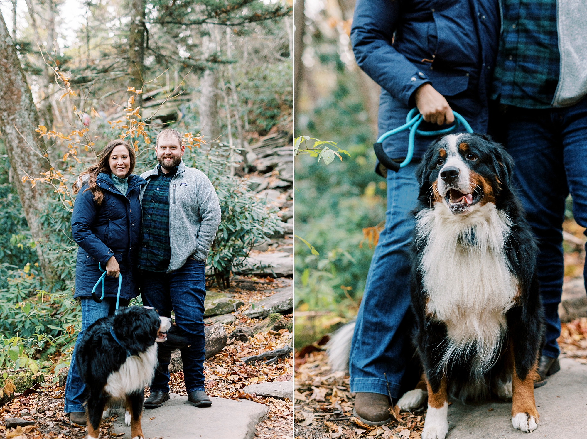 engaged copule poses with Bernese Mountain Dog at the Blue Ridge Parkway