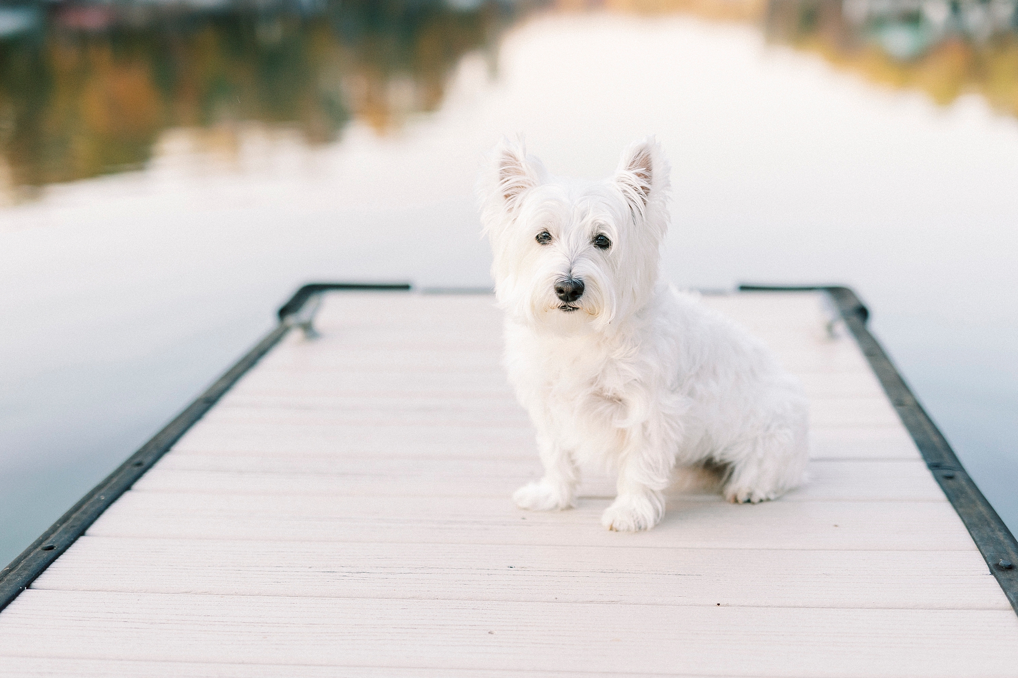 white dog sits on dock with fall colors behind her
