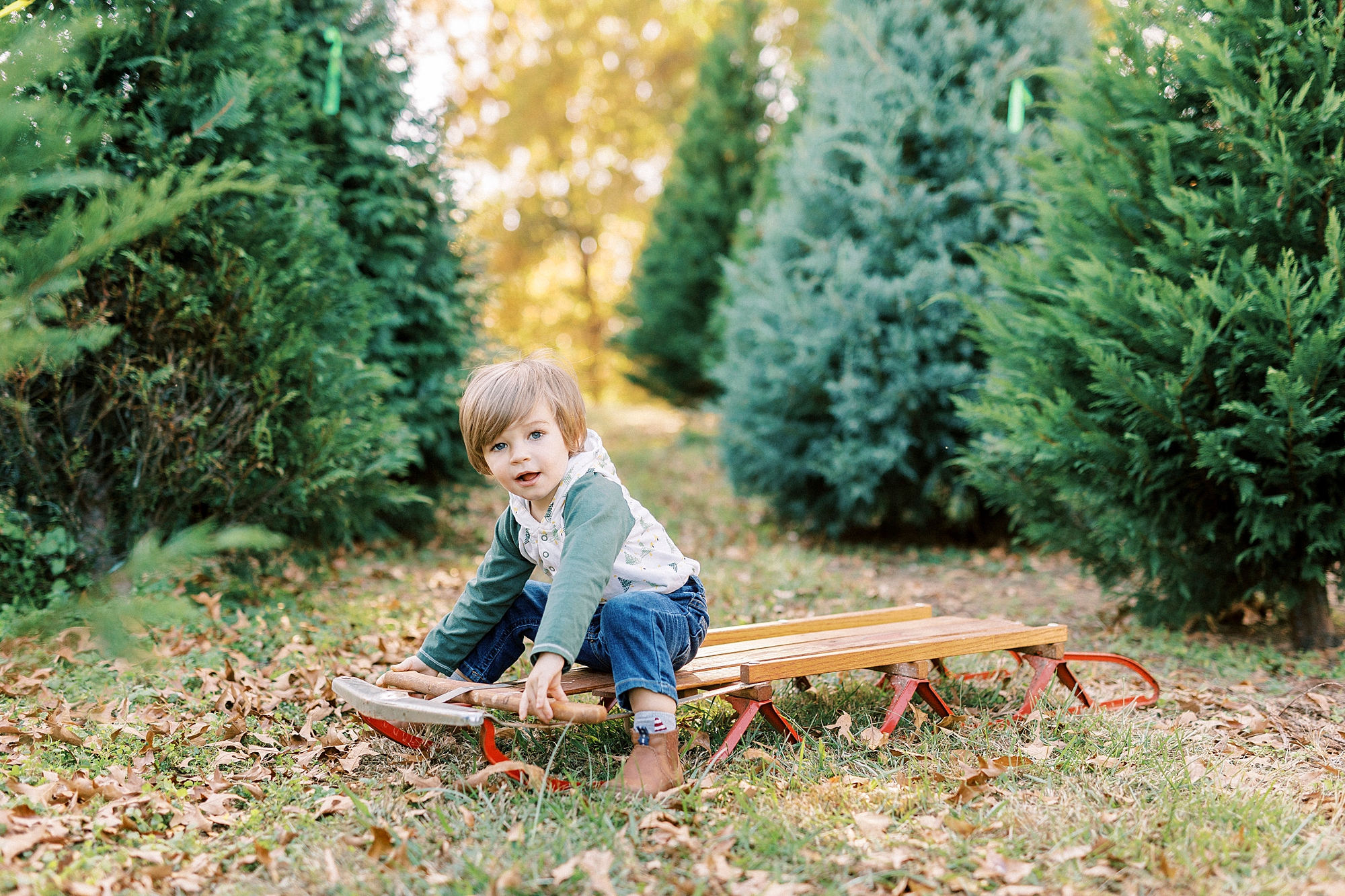 baby sits on wooden sled during Almond Christmas Tree Farm mini sessions 