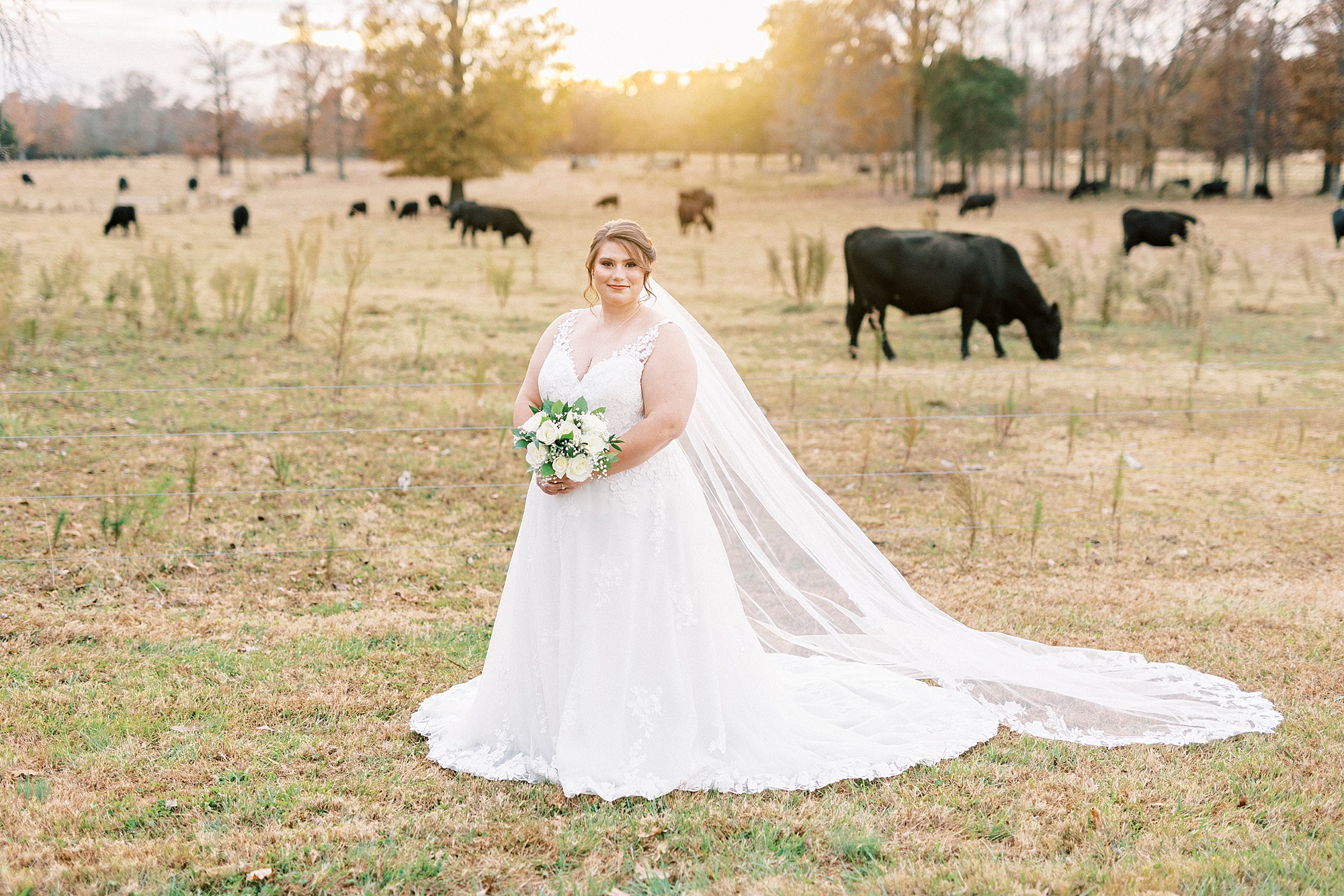 bride holds bouquet of white roses and baby's breath in front of black cows