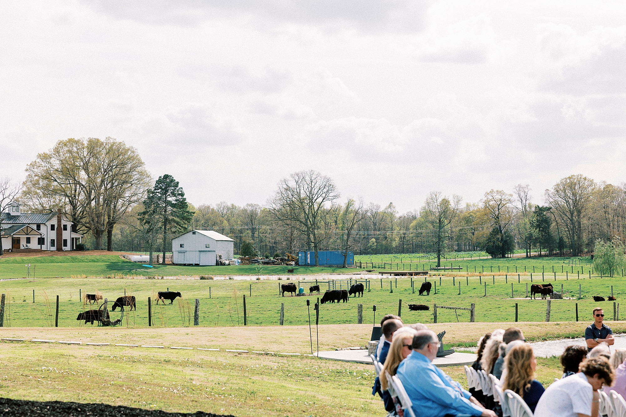 cows roam in field next to ceremony site at Sixty Acres Farm